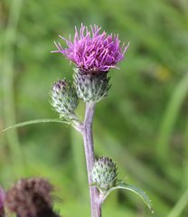 Cirsium oligophyllum
