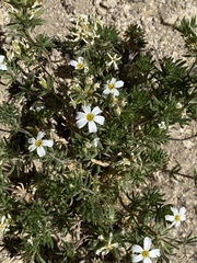 Leptosiphon nuttallii pubescens