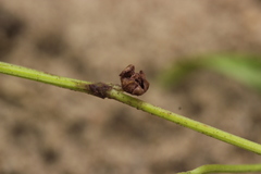 Microbotryum anomalum