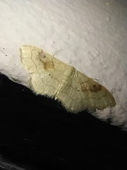 Idaea rubraria