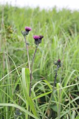 Cirsium oligophyllum