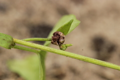 Microbotryum anomalum