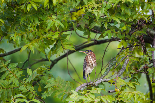 Green Heron photographed in Tennessee
