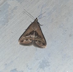 Acantholipes