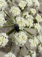 Cochliomyia