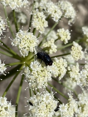 Cochliomyia