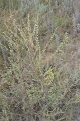 Artemisia campestris