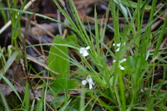 Viola blanda