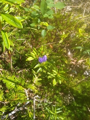 Gentiana linearis