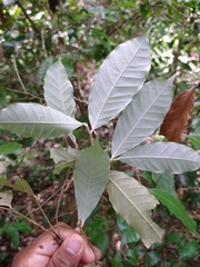 Chrysobalanaceae