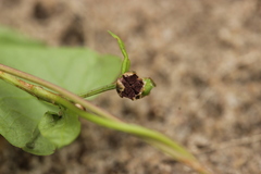 Microbotryum anomalum