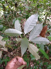 Chrysobalanaceae