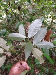 Chrysobalanaceae