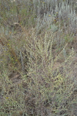 Artemisia campestris