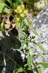 Solidago glomerata