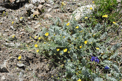 Potentilla breweri