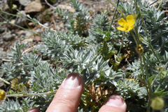 Potentilla breweri