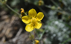 Potentilla breweri