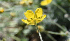 Potentilla breweri