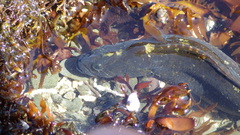Cebidichthys violaceus