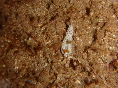 Babakina indopacifica