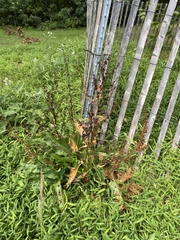 Rumex obtusifolius obtusifolius