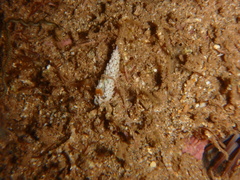 Babakina indopacifica