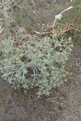 Eryngium campestre