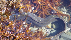 Cebidichthys violaceus