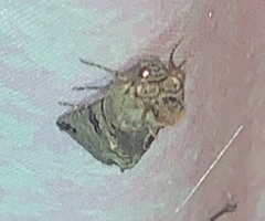 Abrostola tripartita