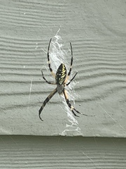 Argiope aurantia image