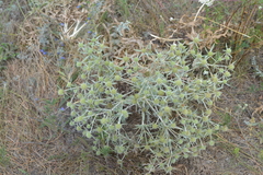 Eryngium campestre