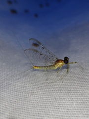 Stenacron interpunctatum interpunctatum