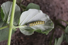 Alypiodes bimaculata