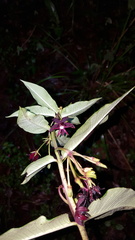 Asclepias melantha