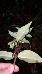 Asclepias melantha