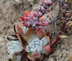 Dudleya palmeri