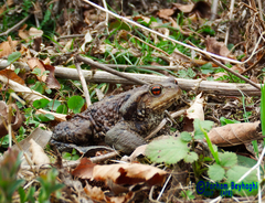 Bufo eichwaldi