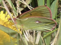 Colias meadii