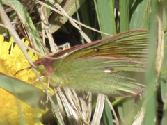 Colias meadii