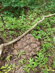 Dioscorea mexicana