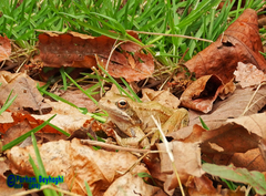 Rana pseudodalmatina