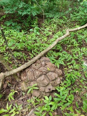Dioscorea mexicana