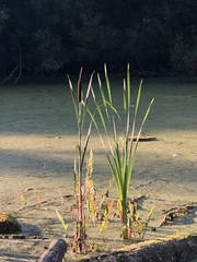 Typha latifolia