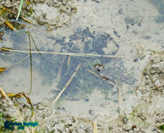 Rana pseudodalmatina