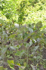 Petasites spurius