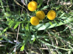 Tanacetum vulgare