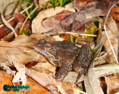 Rana pseudodalmatina