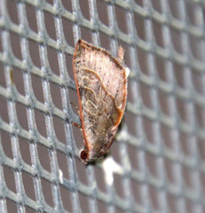 Galgula