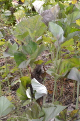 Petasites spurius